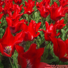 tulipany (29)